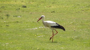Stork in Valonsadero