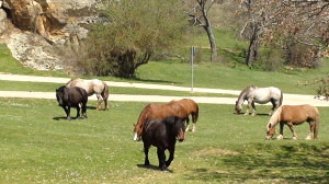 Horses in Valonsadero