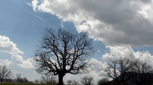 Tree and sky in Valonsadero