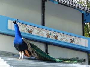 Peacock in Valladolid