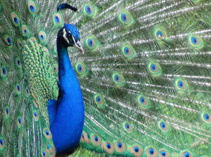 Peacock in Valladolid1