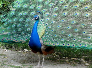 Peacock in Valladolid2