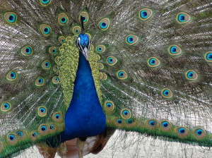 Peacock in Valladolid3