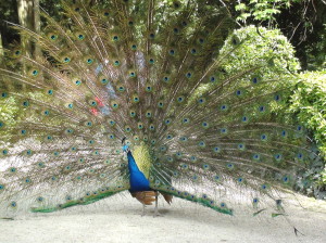 Peacock in Valladolid4