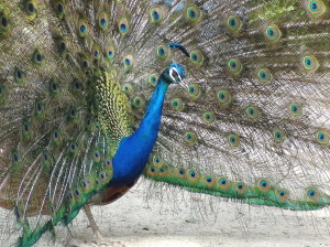 Peacock in Valladolid5
