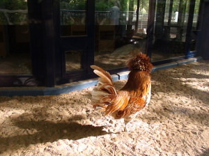 A conceited rooster